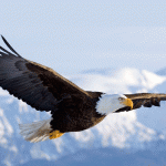 Eagle-in-