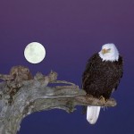 bald-eagle-with-full-moon